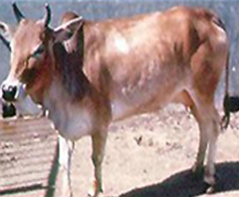 Bhagnari Cow