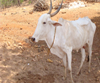 Cow History