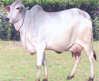 Cow Protection