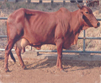 Cow Treatment
