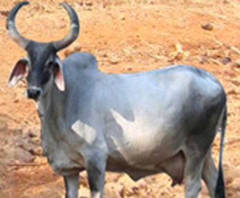 Devni Cow